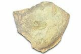 Fallotaspid (Daguinaspis) Trilobite - Tazemmourt, Morocco #365725-2
